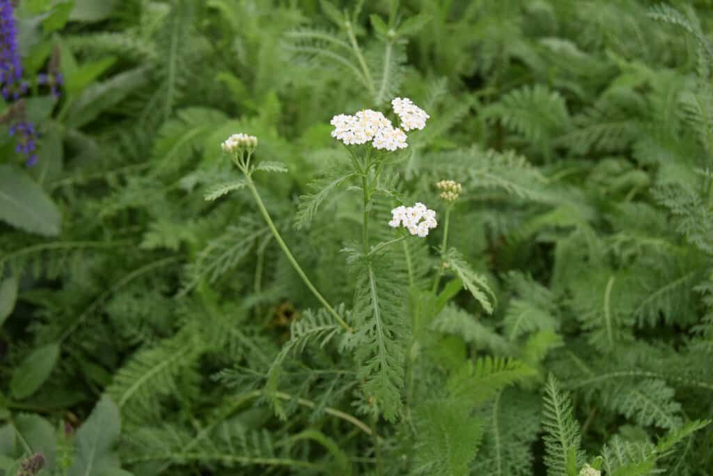 Achillea millefolium ---